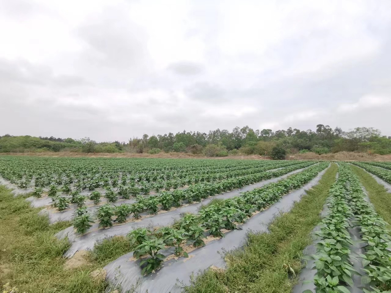 1653119400510928.jpg 1.jpg