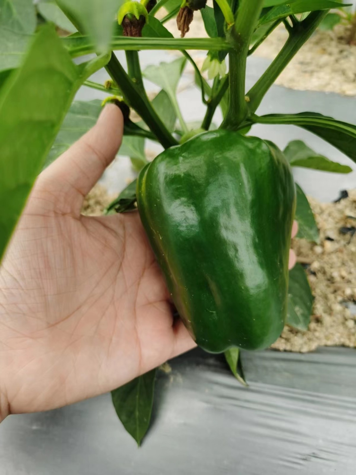 1653119410859098.jpg 2.jpg