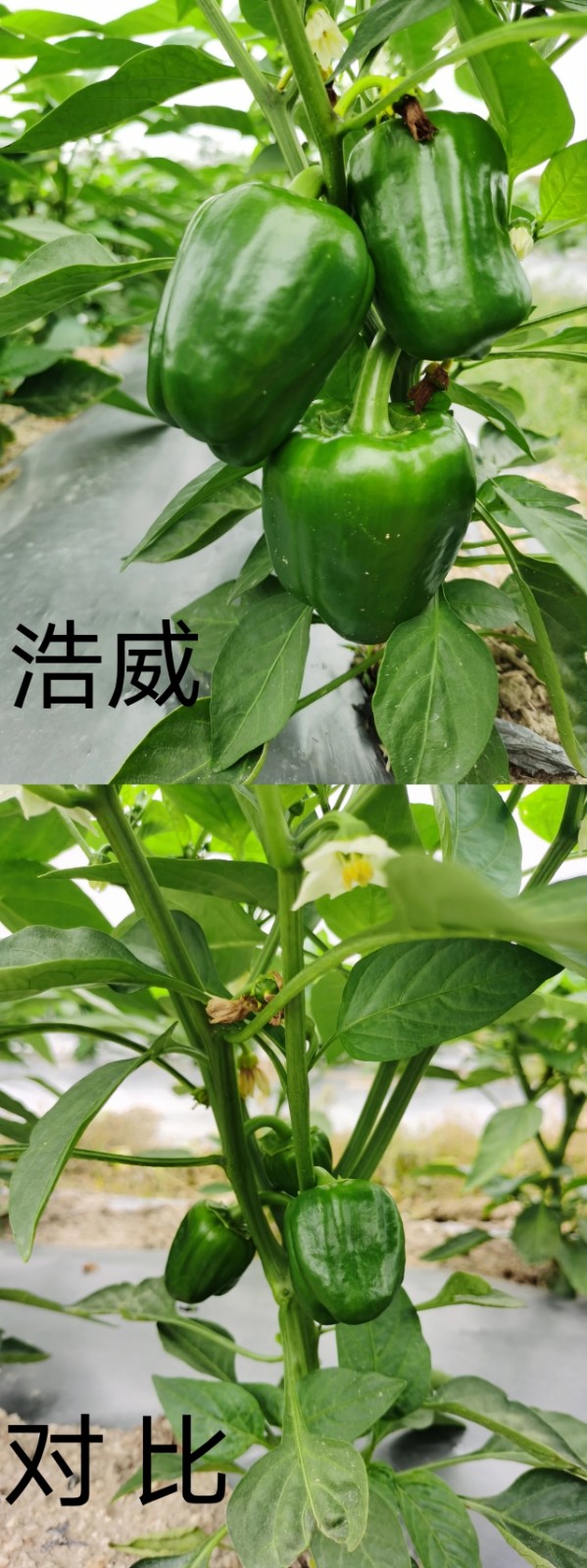 1653119421757836.jpg 3.jpg