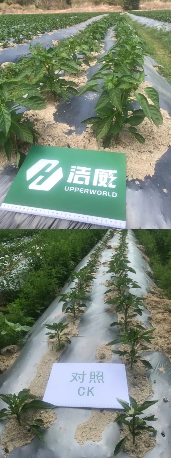 1653119436216449.jpg 4.jpg