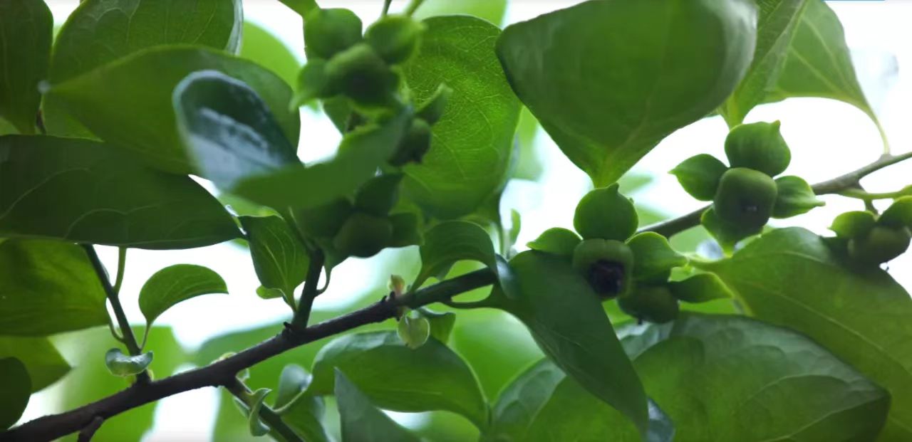 1654043929486757.jpg 3.jpg