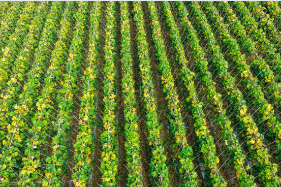 1762336754118660.jpg 11.jpg