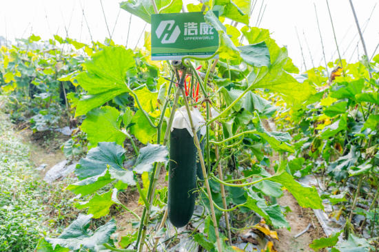 1762336827878450.jpg 12.jpg